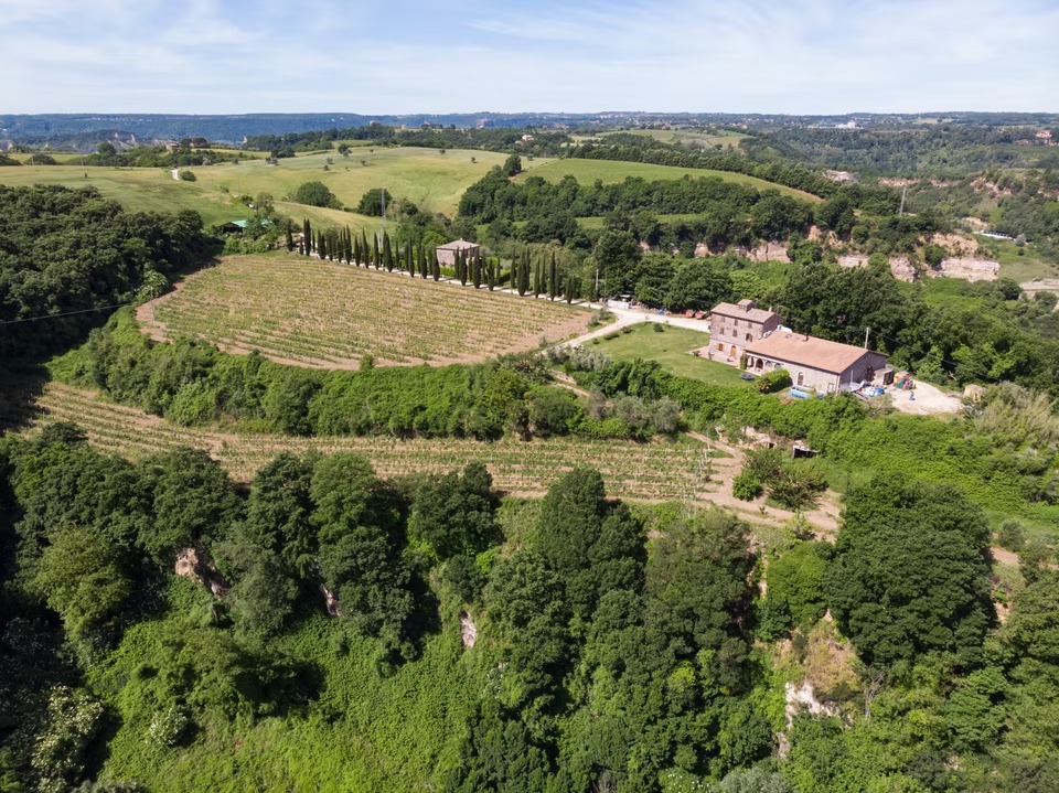 Le vigne di Tenuta La Pazzaglia dall'alto