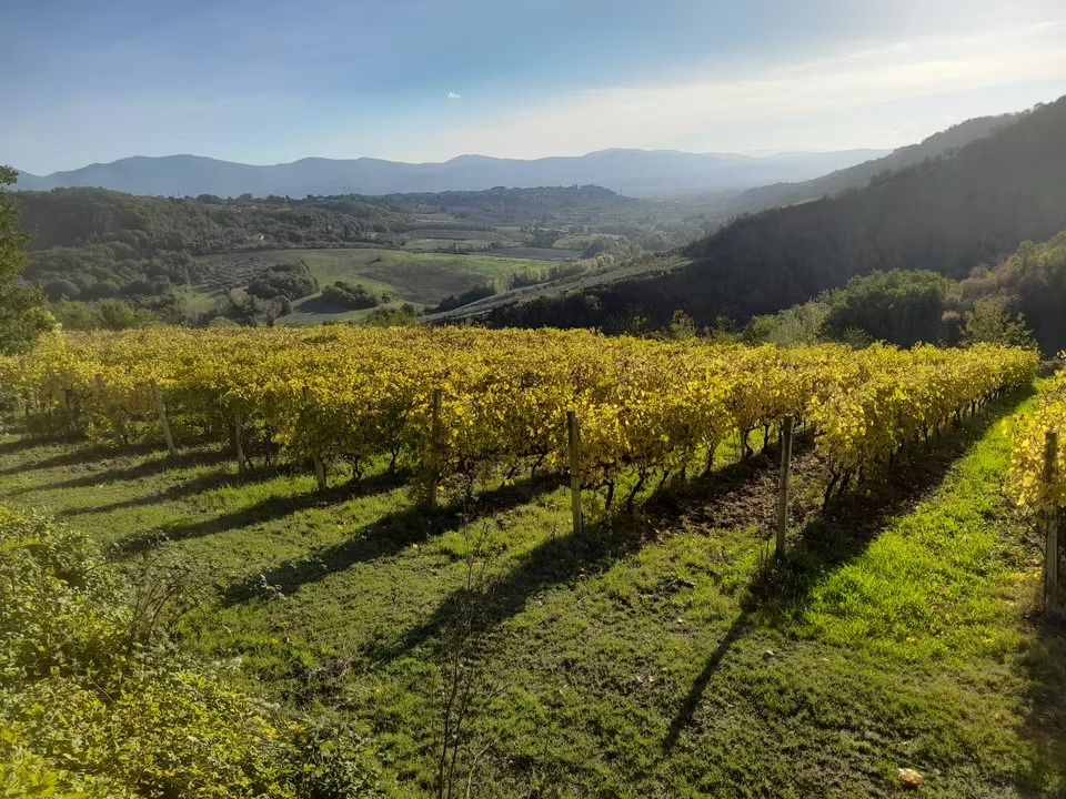 Grechetto 109 · Tenuta La Pazzaglia