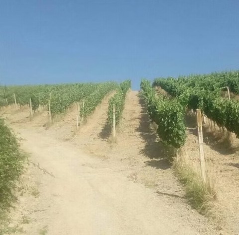 Aurelius · Tenuta La Pazzaglia