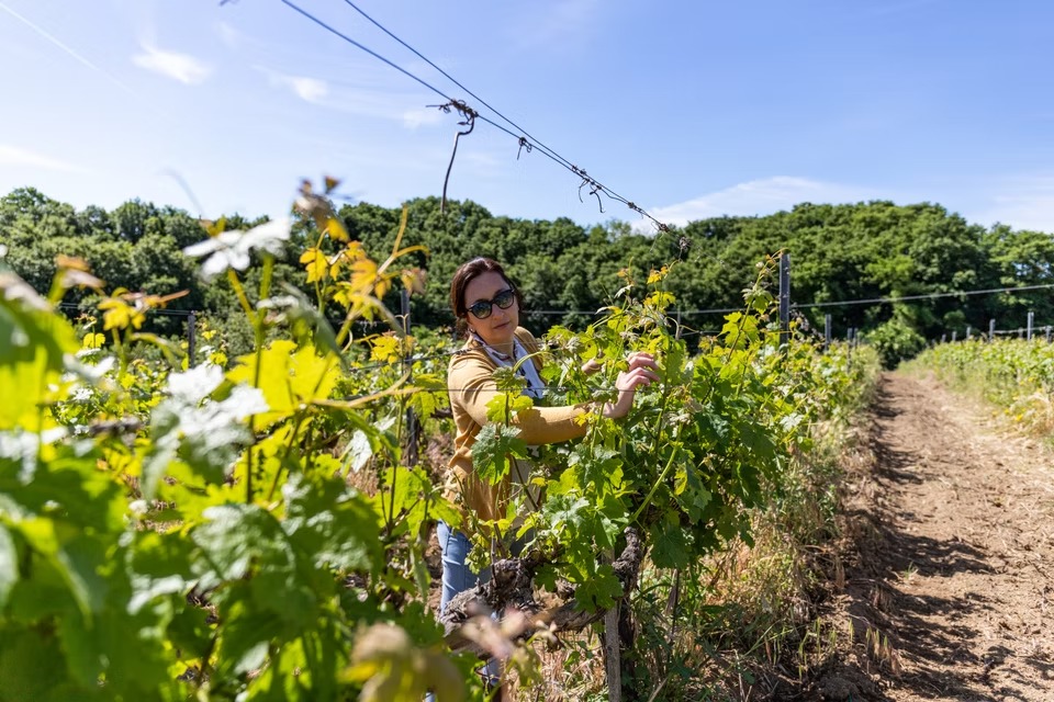 Montijone · Tenuta La Pazzaglia