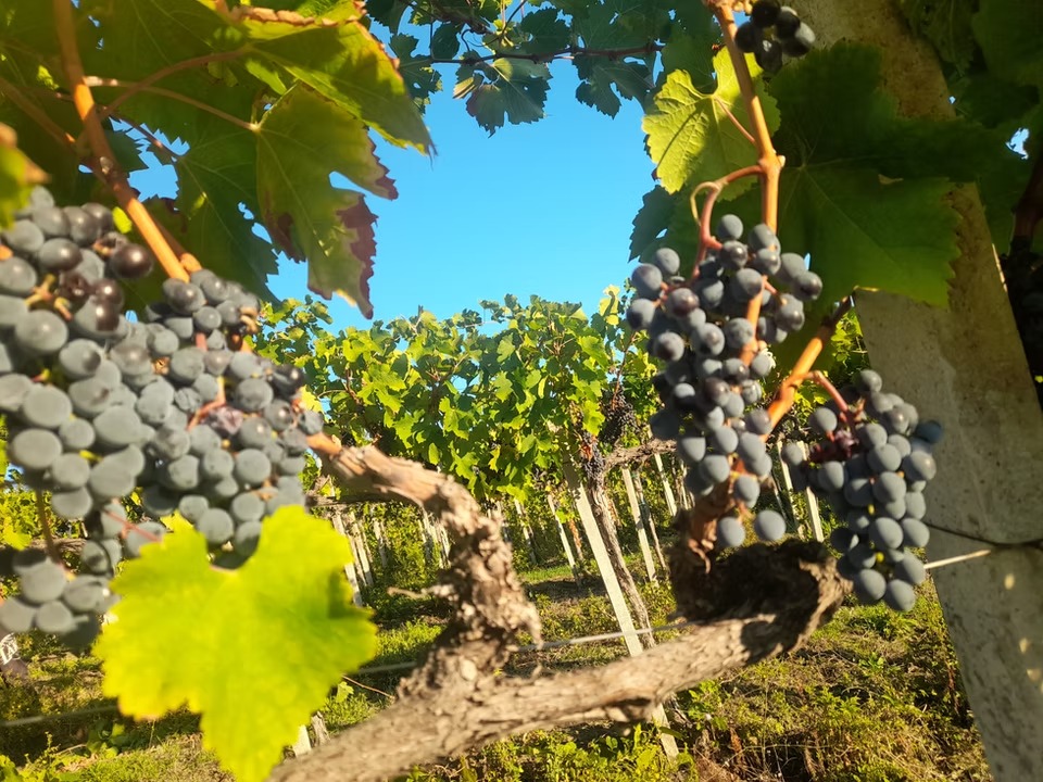 Poggio Triale · Tenuta La Pazzaglia